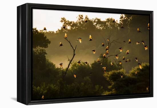 Straw-Coloured Fruit Bats (Eidolon Helvum) Returning To Daytime Roost At Sunrise-Nick Garbutt-Framed Premier Image Canvas