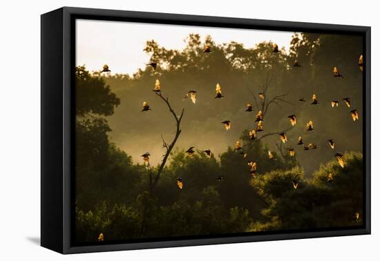 Straw-Coloured Fruit Bats (Eidolon Helvum) Returning To Daytime Roost At Sunrise-Nick Garbutt-Framed Premier Image Canvas