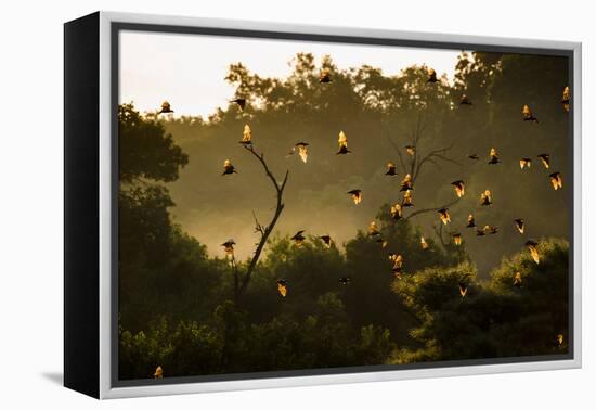 Straw-Coloured Fruit Bats (Eidolon Helvum) Returning To Daytime Roost At Sunrise-Nick Garbutt-Framed Premier Image Canvas