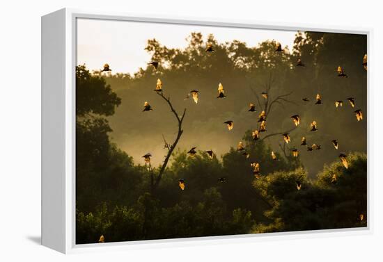 Straw-Coloured Fruit Bats (Eidolon Helvum) Returning To Daytime Roost At Sunrise-Nick Garbutt-Framed Premier Image Canvas