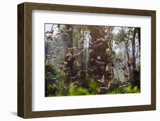 Straw-Coloured Fruit Bats (Eidolon Helvum) Returning To Daytime Roost At Sunrise-Nick Garbutt-Framed Photographic Print