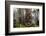 Straw-Coloured Fruit Bats (Eidolon Helvum) Returning To Daytime Roost At Sunrise-Nick Garbutt-Framed Photographic Print