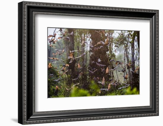 Straw-Coloured Fruit Bats (Eidolon Helvum) Returning To Daytime Roost At Sunrise-Nick Garbutt-Framed Photographic Print