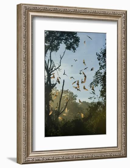 Straw-Coloured Fruit Bats (Eidolon Helvum)-Nick Garbutt-Framed Photographic Print