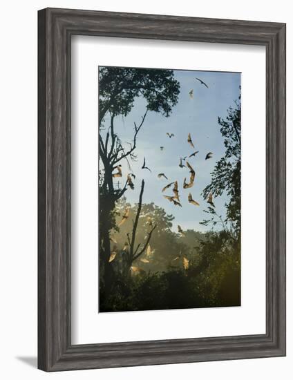 Straw-Coloured Fruit Bats (Eidolon Helvum)-Nick Garbutt-Framed Photographic Print