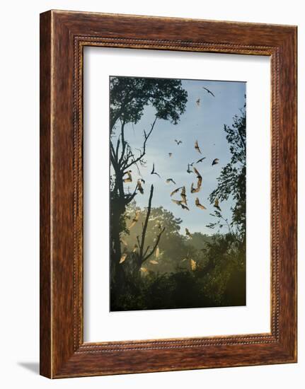 Straw-Coloured Fruit Bats (Eidolon Helvum)-Nick Garbutt-Framed Photographic Print