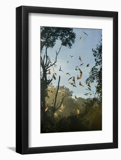 Straw-Coloured Fruit Bats (Eidolon Helvum)-Nick Garbutt-Framed Photographic Print