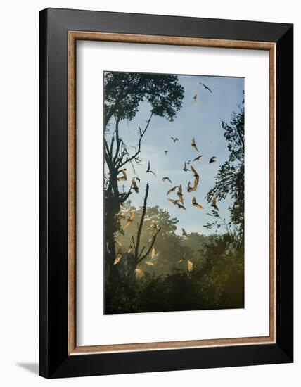 Straw-Coloured Fruit Bats (Eidolon Helvum)-Nick Garbutt-Framed Photographic Print