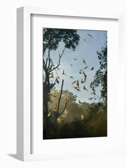 Straw-Coloured Fruit Bats (Eidolon Helvum)-Nick Garbutt-Framed Photographic Print