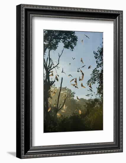 Straw-Coloured Fruit Bats (Eidolon Helvum)-Nick Garbutt-Framed Photographic Print