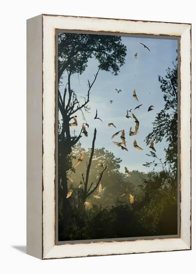 Straw-Coloured Fruit Bats (Eidolon Helvum)-Nick Garbutt-Framed Premier Image Canvas