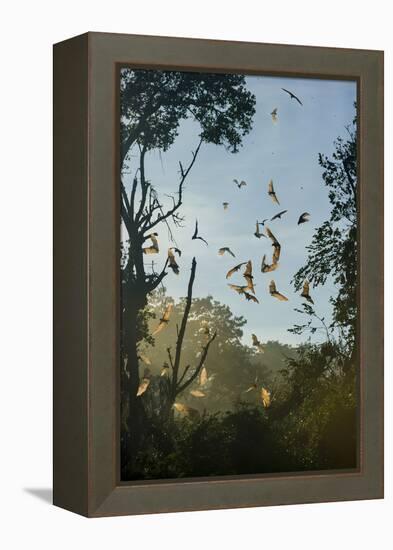 Straw-Coloured Fruit Bats (Eidolon Helvum)-Nick Garbutt-Framed Premier Image Canvas