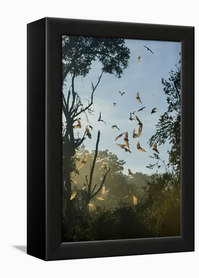 Straw-Coloured Fruit Bats (Eidolon Helvum)-Nick Garbutt-Framed Premier Image Canvas