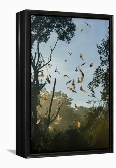 Straw-Coloured Fruit Bats (Eidolon Helvum)-Nick Garbutt-Framed Premier Image Canvas