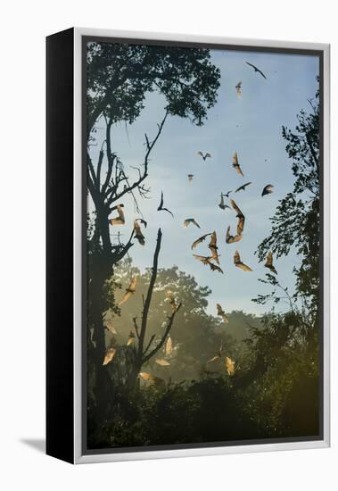 Straw-Coloured Fruit Bats (Eidolon Helvum)-Nick Garbutt-Framed Premier Image Canvas