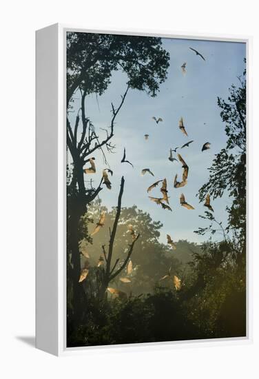 Straw-Coloured Fruit Bats (Eidolon Helvum)-Nick Garbutt-Framed Premier Image Canvas