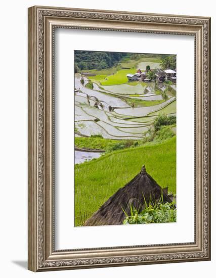 Straw Hut and Rice Terraces, Philippine Cordilleras, Banaue, Philippines-Keren Su-Framed Photographic Print