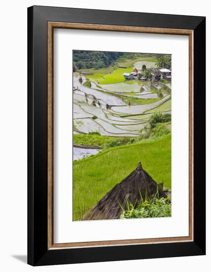 Straw Hut and Rice Terraces, Philippine Cordilleras, Banaue, Philippines-Keren Su-Framed Photographic Print