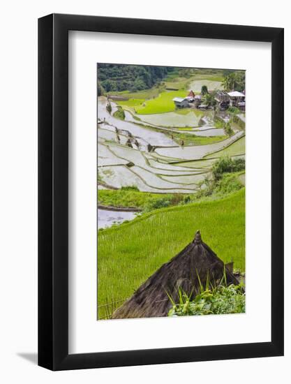 Straw Hut and Rice Terraces, Philippine Cordilleras, Banaue, Philippines-Keren Su-Framed Photographic Print
