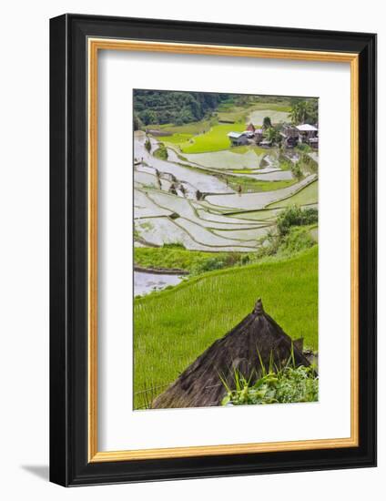 Straw Hut and Rice Terraces, Philippine Cordilleras, Banaue, Philippines-Keren Su-Framed Photographic Print