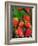 Strawberries (Fragaria Vesca) on a Tree Bark, Garden Strawberry-Nico Tondini-Framed Photographic Print