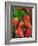 Strawberries (Fragaria Vesca) on a Tree Bark, Garden Strawberry-Nico Tondini-Framed Photographic Print