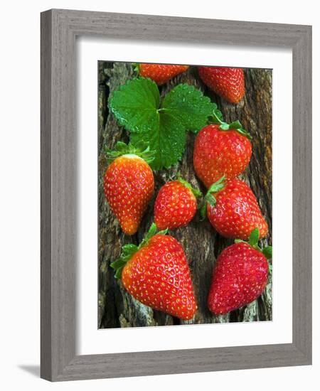 Strawberries (Fragaria Vesca) on a Tree Bark, Garden Strawberry-Nico Tondini-Framed Photographic Print