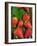 Strawberries (Fragaria Vesca) on a Tree Bark, Garden Strawberry-Nico Tondini-Framed Photographic Print