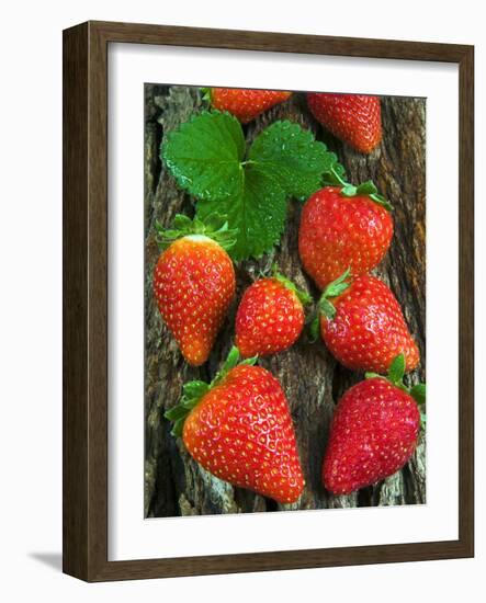 Strawberries (Fragaria Vesca) on a Tree Bark, Garden Strawberry-Nico Tondini-Framed Photographic Print