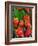 Strawberries (Fragaria Vesca) on a Tree Bark, Garden Strawberry-Nico Tondini-Framed Photographic Print