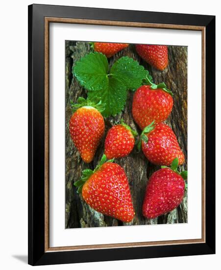 Strawberries (Fragaria Vesca) on a Tree Bark, Garden Strawberry-Nico Tondini-Framed Photographic Print