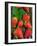 Strawberries (Fragaria Vesca) on a Tree Bark, Garden Strawberry-Nico Tondini-Framed Photographic Print