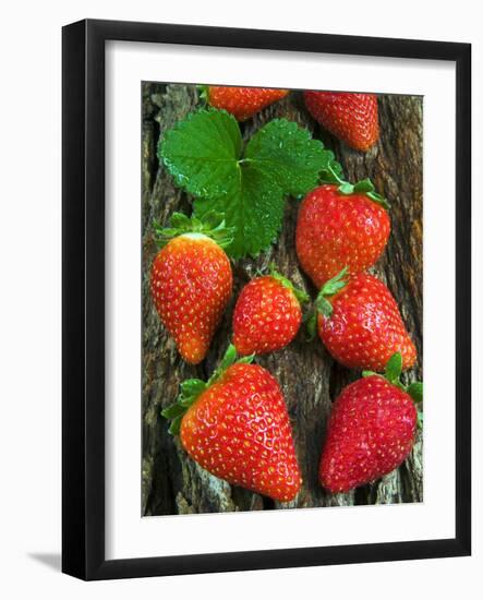 Strawberries (Fragaria Vesca) on a Tree Bark, Garden Strawberry-Nico Tondini-Framed Photographic Print