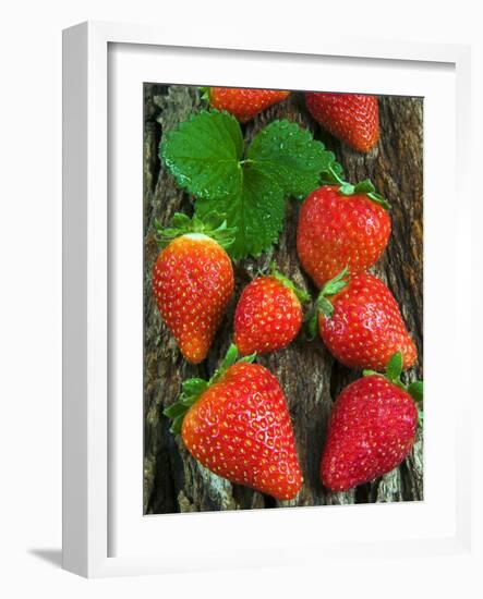 Strawberries (Fragaria Vesca) on a Tree Bark, Garden Strawberry-Nico Tondini-Framed Photographic Print