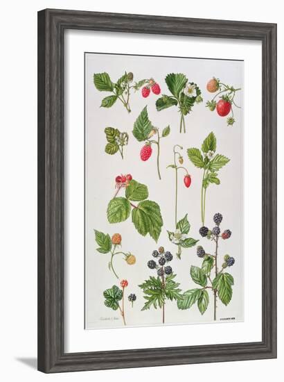 Strawberries, Raspberries and Other Edible Berries-Elizabeth Rice-Framed Premium Giclee Print