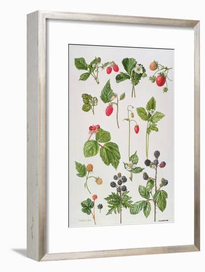 Strawberries, Raspberries and Other Edible Berries-Elizabeth Rice-Framed Premium Giclee Print