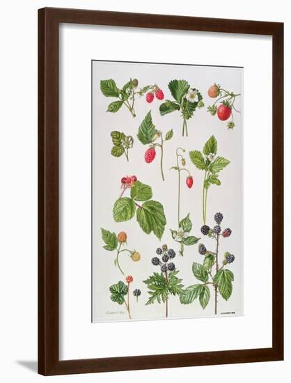 Strawberries, Raspberries and Other Edible Berries-Elizabeth Rice-Framed Premium Giclee Print