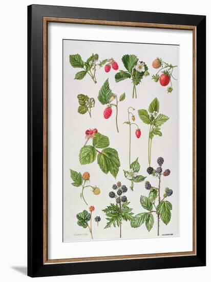 Strawberries, Raspberries and Other Edible Berries-Elizabeth Rice-Framed Premium Giclee Print