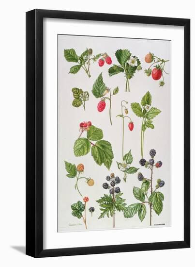 Strawberries, Raspberries and Other Edible Berries-Elizabeth Rice-Framed Premium Giclee Print