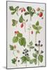 Strawberries, Raspberries and Other Edible Berries-Elizabeth Rice-Mounted Premium Giclee Print