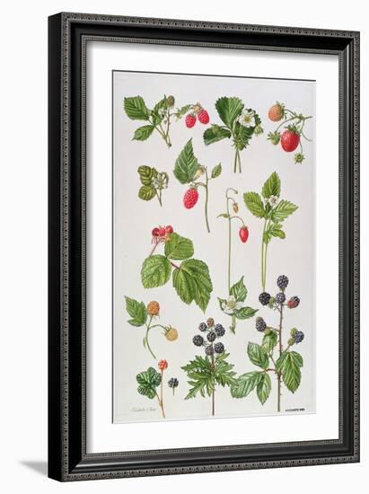 Strawberries, Raspberries and Other Edible Berries-Elizabeth Rice-Framed Premium Giclee Print