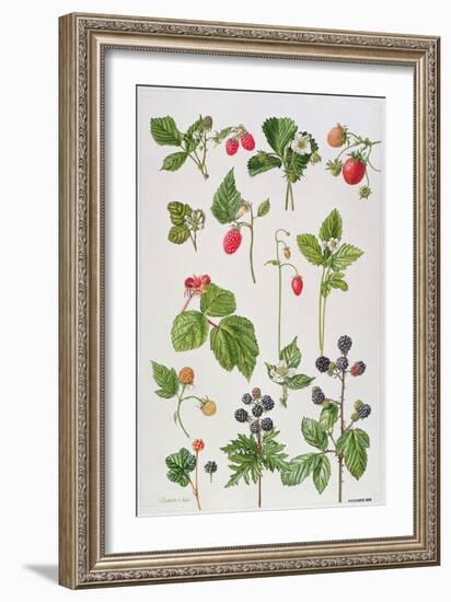 Strawberries, Raspberries and Other Edible Berries-Elizabeth Rice-Framed Giclee Print