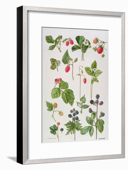 Strawberries, Raspberries and Other Edible Berries-Elizabeth Rice-Framed Giclee Print