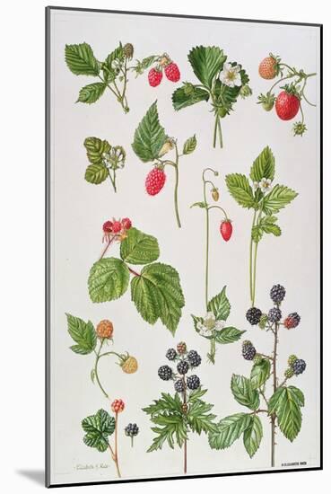 Strawberries, Raspberries and Other Edible Berries-Elizabeth Rice-Mounted Giclee Print