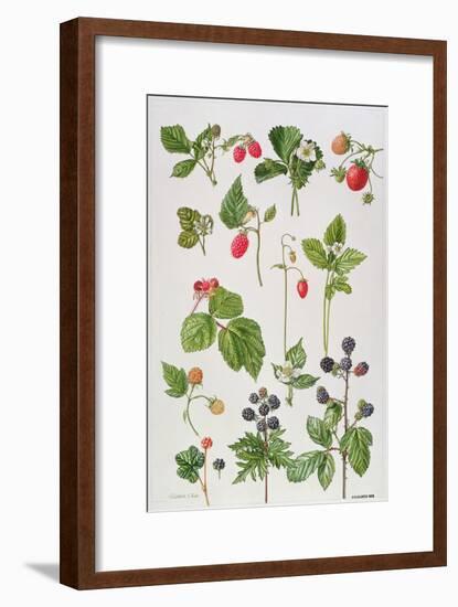 Strawberries, Raspberries and Other Edible Berries-Elizabeth Rice-Framed Giclee Print