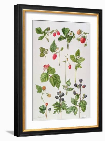 Strawberries, Raspberries and Other Edible Berries-Elizabeth Rice-Framed Giclee Print