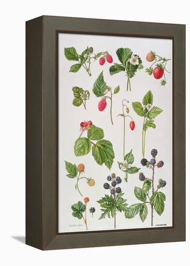 Strawberries, Raspberries and Other Edible Berries-Elizabeth Rice-Framed Premier Image Canvas