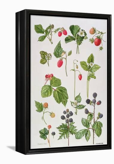 Strawberries, Raspberries and Other Edible Berries-Elizabeth Rice-Framed Premier Image Canvas