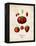 Strawberries-null-Framed Stretched Canvas