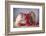 Strawberries-Ellen Van Deelen-Framed Photographic Print